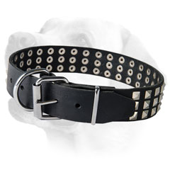 Studded Leather Labrador Collar for Everyday Usage