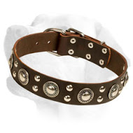 Awesome Leather dog collar for Labrador
