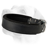 High Quality Padded Leather Labrador Collar for Training