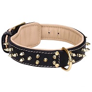 Awesome Brass Spikes Leather Collar With Fur Protector For Labrador