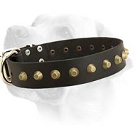 Everyday Wide Leather Collar With Studded Decoration For Labrador
