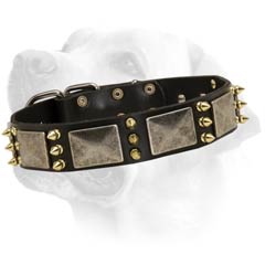 "All Included" Decorative Leather Collar For Labrador. Fashionable design!