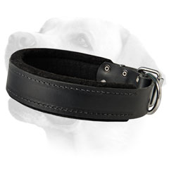 Extra Wide Padded Leather Collar For Labrador