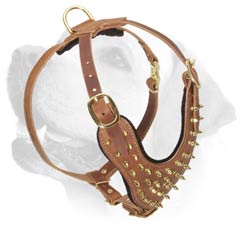 Glamour Gold Shining Spikes Leather Harness For Labrador