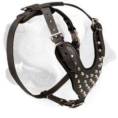Labrador Studded Leather Harness With Wide Chest Plate