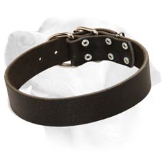 Wide Leather Collar For Handling Large Labradors