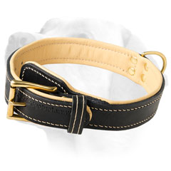 Extra Wide Nappa Leather Dog Collar For Labrador