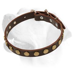 Cute Everyday Leather Collar For Labradors