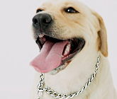 choke dog collar,leather dog collar,custom dog collar,best dog collar