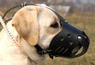 Everyday Labrador Leather dog muzzle