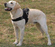 Nylon multi-purpose dog harness for tracking/pulling with extra