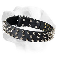 Leather Labrador Collar with 3 Rows of Spikes