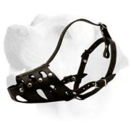 Labrador Everyday Muzzle With Nickel Plated Buckles