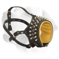 Trendy Spiked Muzzle For Labrador