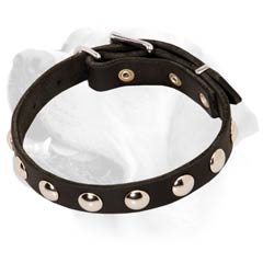 Pretty Leather Labrador Collar with Studs