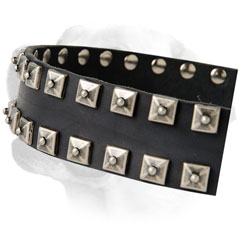 Stunning Leather Labrador Collar Decorated With Studs