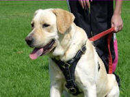 Tracking / Walking dog harness made of leather To Fit Labrador