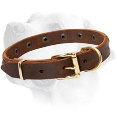 Brass Buckle On Brown Leather Labrador Collar  Walking