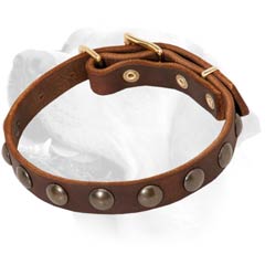 Brass Studs On Brown Leather Labrador Collar  Training