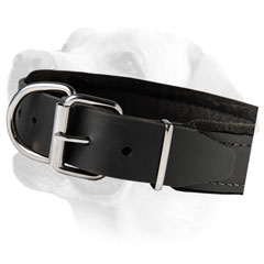 Nickel Buckle On Training Leather Labrador Collar