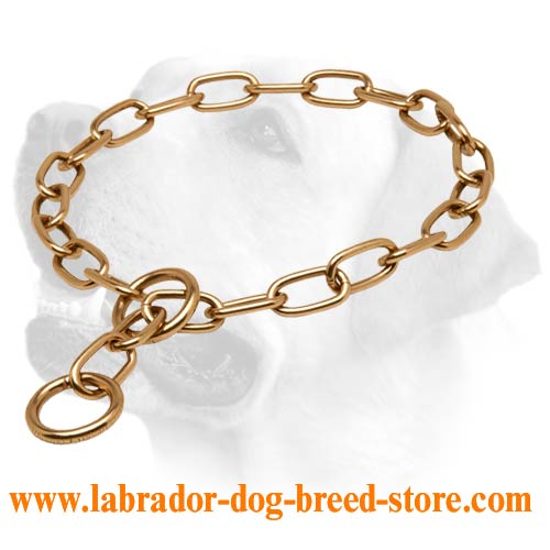 choke chain for labrador