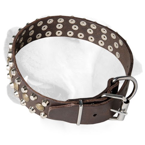 Studded Leather Dog Collar for     Labrador