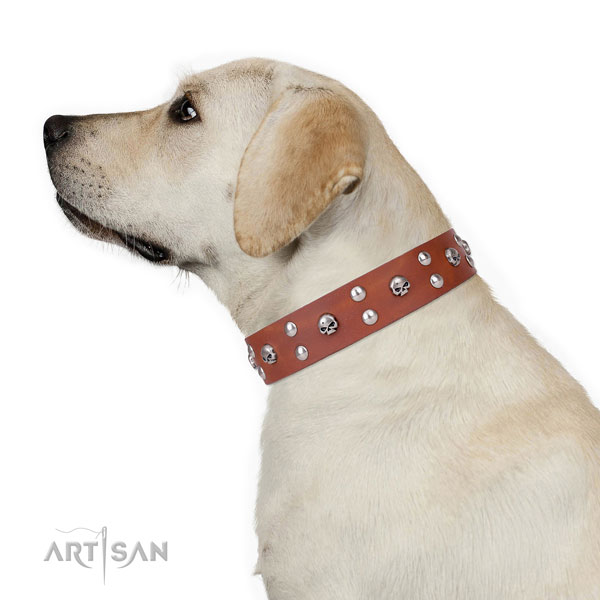 Walking decorated dog collar of quality leather