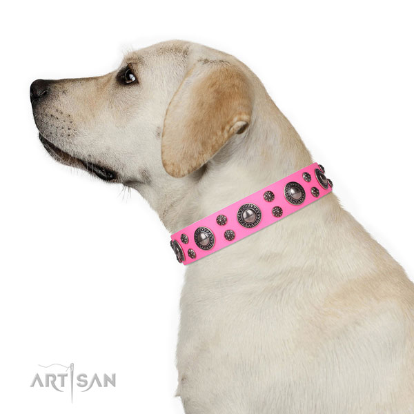 Fancy walking decorated dog collar of fine quality leather