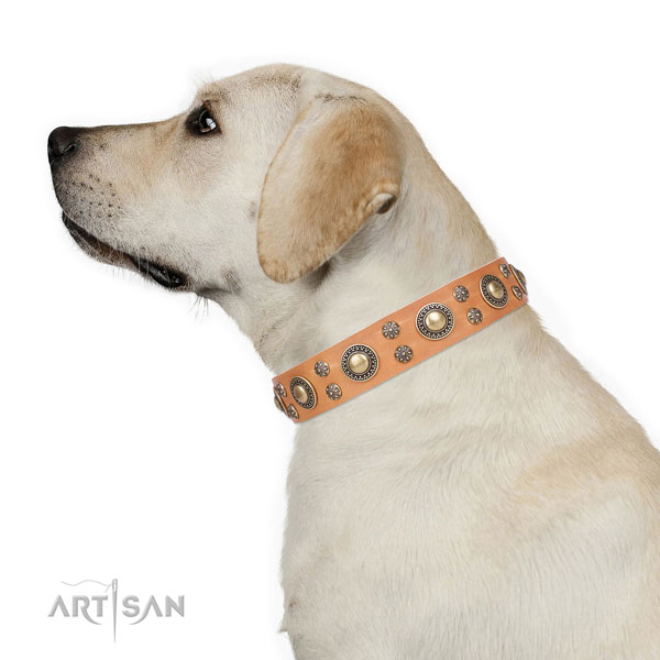 Comfy wearing studded dog collar of quality material