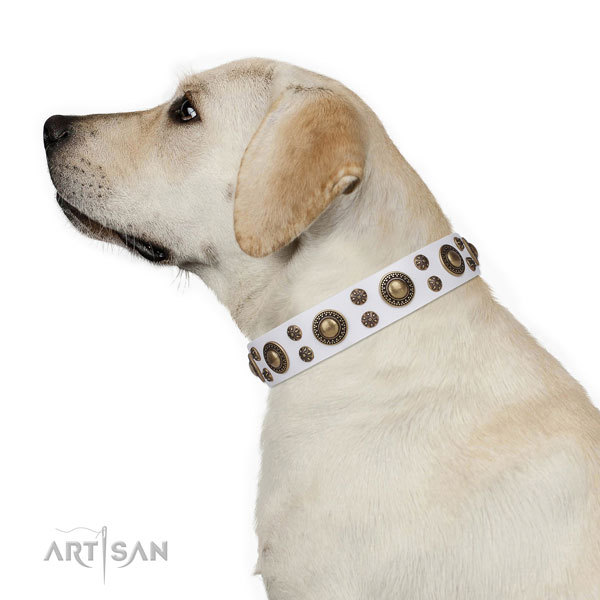 Walking adorned dog collar of reliable material
