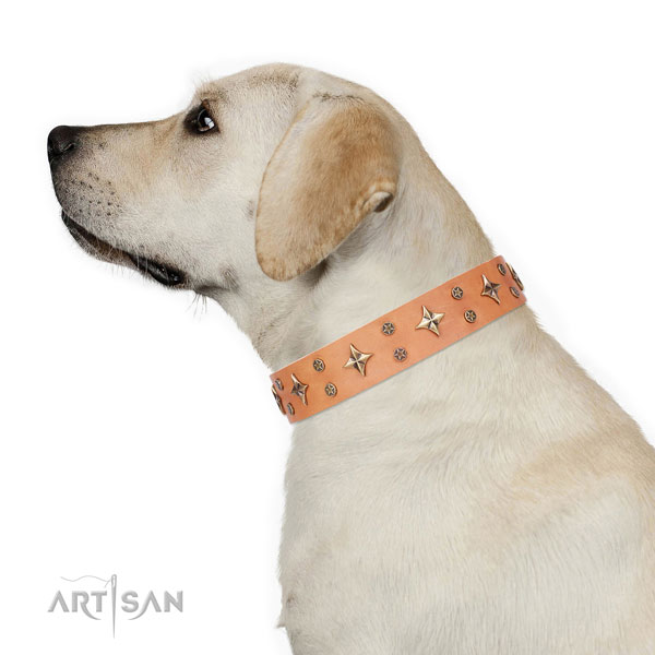 Daily use adorned dog collar of top notch material