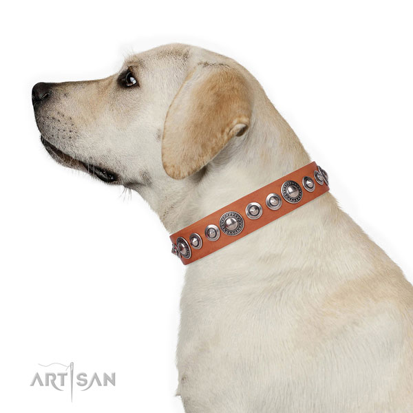 Stylish adorned leather dog collar for walking