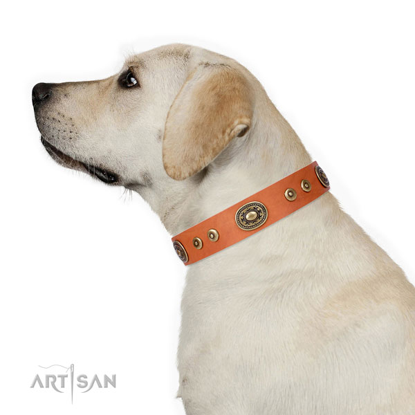 Unusual embellished leather dog collar for everyday use