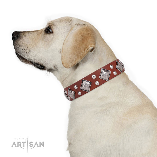 Walking embellished dog collar made of best quality natural leather