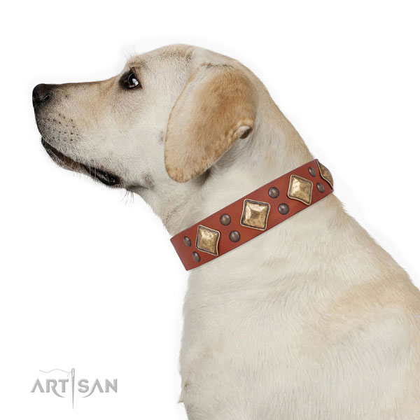 Comfy wearing studded dog collar made of durable genuine leather