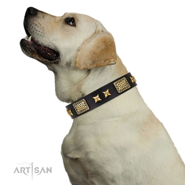 Daily use dog collar with unusual embellishments
