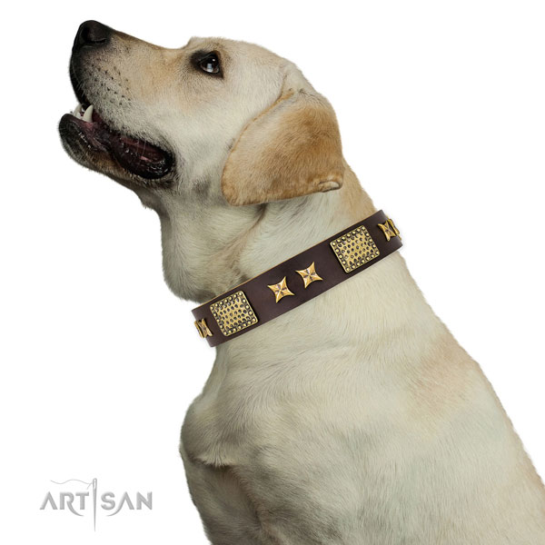 Walking dog collar with trendy embellishments