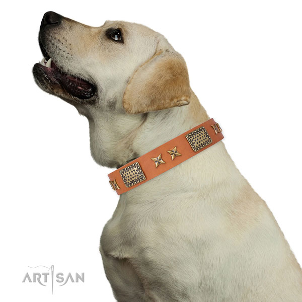 Handy use dog collar with exceptional embellishments