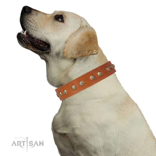 Incredible adornments on comfortable wearing genuine leather dog collar