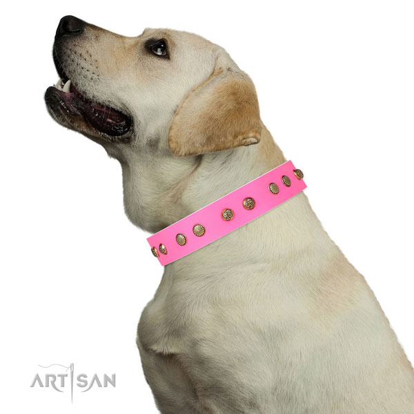 Designer decorations on basic training full grain natural leather dog collar