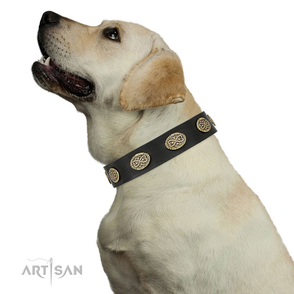 Awesome adornments on daily walking full grain leather dog collar