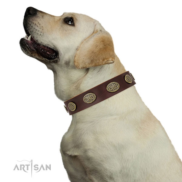 Top notch adornments on stylish walking full grain natural leather dog collar