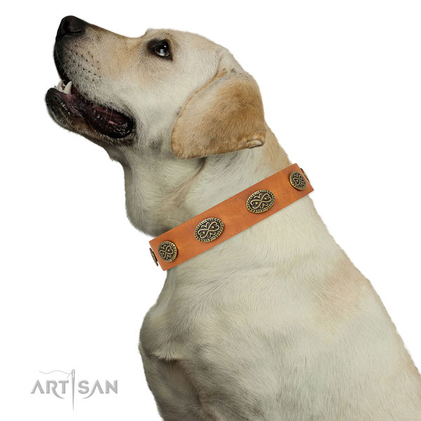 Extraordinary studs on fancy walking full grain natural leather dog collar