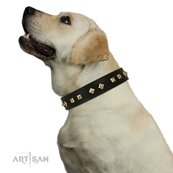 Designer studs on everyday use full grain genuine leather dog collar