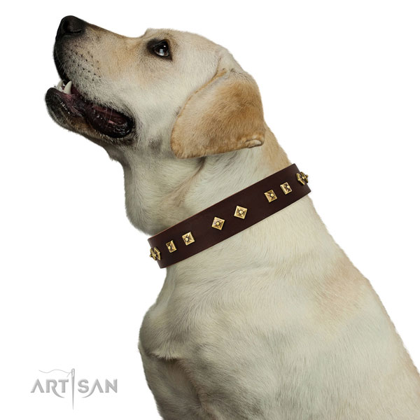 Stylish embellishments on daily walking full grain leather dog collar