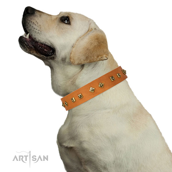 Stunning adornments on fancy walking dog collar