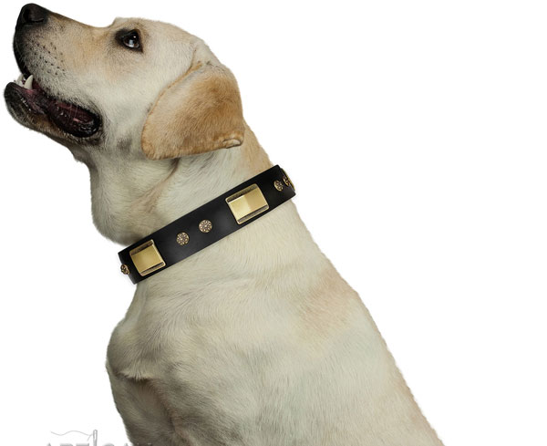 Fancy walking dog collar of leather with remarkable adornments