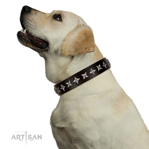 Fancy walking embellished dog collar of finest quality natural leather