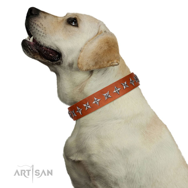 Best quality genuine leather dog collar with exceptional embellishments