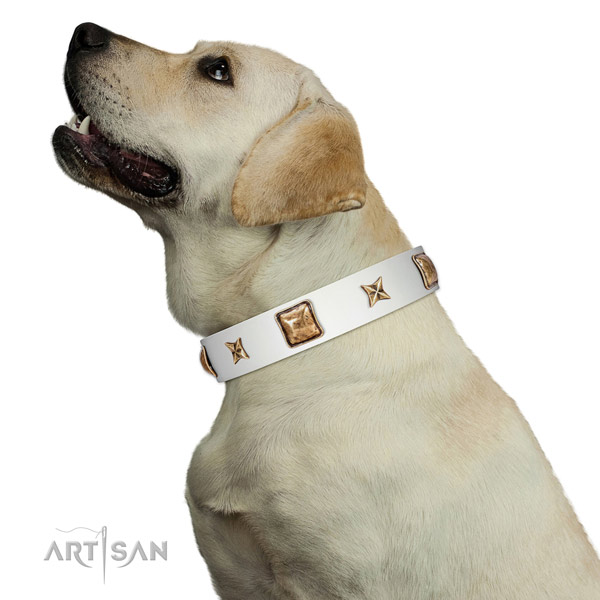 Genuine leather collar with studs for your beautiful pet